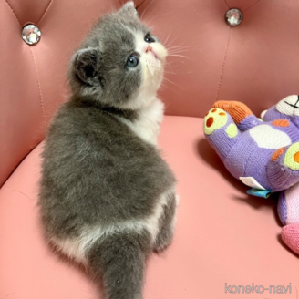 販売中の宮城県のエキゾチックショートヘア-116168の4枚目