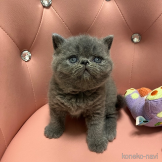 販売中の宮城県のエキゾチックショートヘア-117288の3枚目