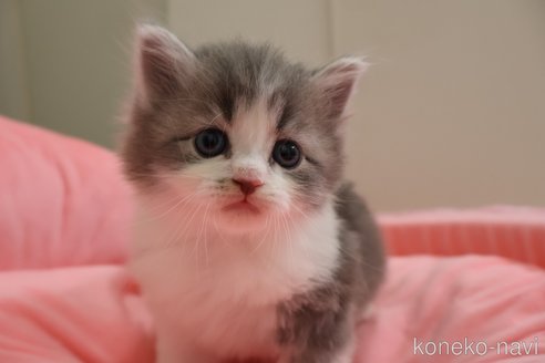 販売中の東京都のノルウェージャンフォレストキャット-118728の5枚目
