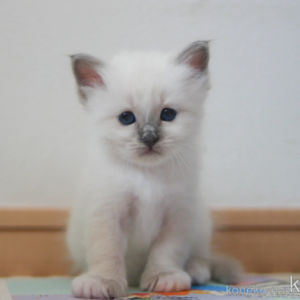 販売中の群馬県のバーマン-117157の1枚目