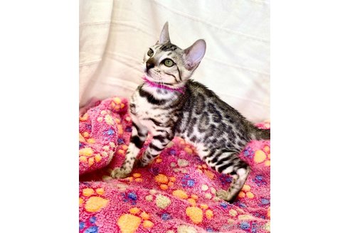 販売中の静岡県のベンガル-111760の25枚目
