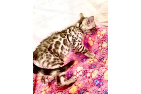 販売中の静岡県のベンガル-112804の21枚目