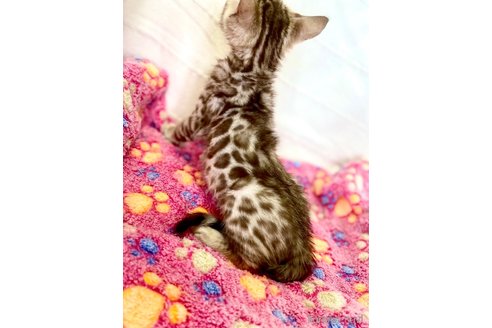 販売中の静岡県のベンガル-112804の18枚目