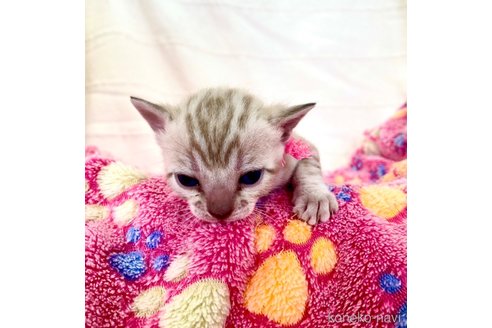 販売中の静岡県のベンガル-117510の85枚目