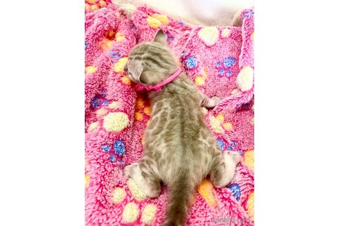 販売中の静岡県のベンガル-117510の89枚目