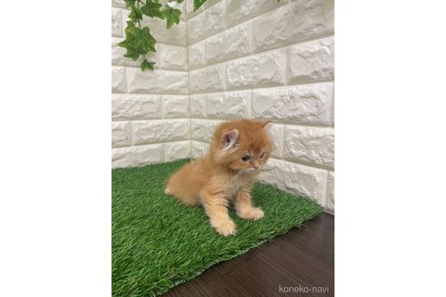 販売中の岡山県のアメリカンカール-117960の7枚目