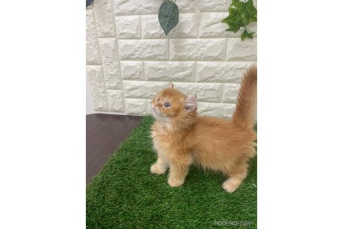 販売中の岡山県のアメリカンカール-117960の5枚目