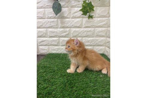 販売中の岡山県のアメリカンカール-117960の4枚目
