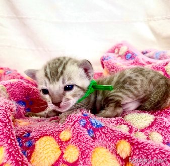 販売中の静岡県のベンガル-118731の10枚目