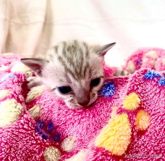 販売中の静岡県のベンガル-118731の11枚目