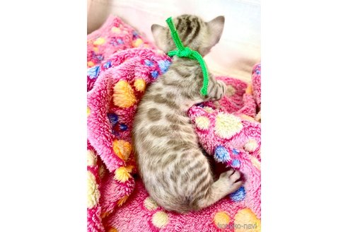 販売中の静岡県のベンガル-118731の2枚目