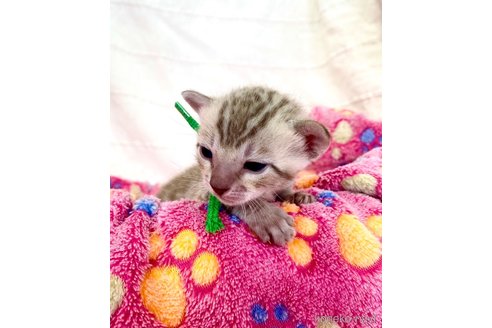 販売中の静岡県のベンガル-118731の3枚目