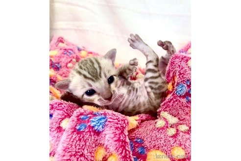 販売中の静岡県のベンガル-118731の4枚目