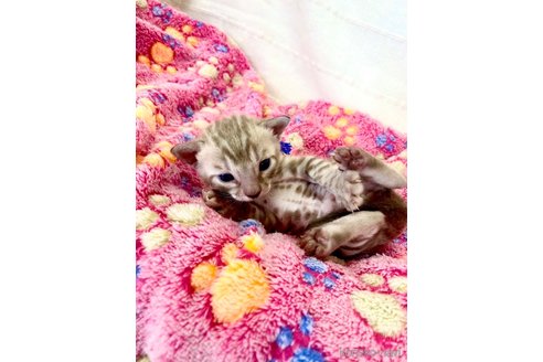 販売中の静岡県のベンガル-118732の10枚目