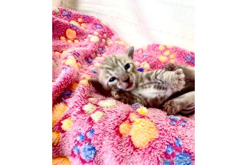 販売中の静岡県のベンガル-118732の4枚目