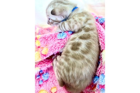 販売中の静岡県のベンガル-118732の5枚目
