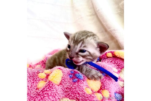 販売中の静岡県のベンガル-118732の7枚目