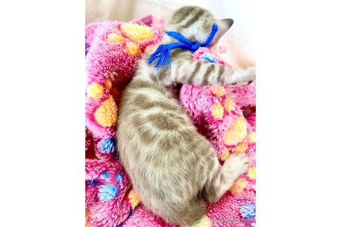 販売中の静岡県のベンガル-118732の8枚目