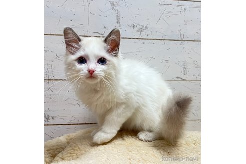 販売中の千葉県のラグドール-114316の3枚目