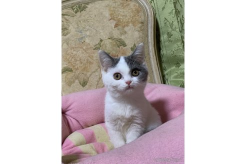 販売中の神奈川県のスコティッシュフォールド-118734の4枚目