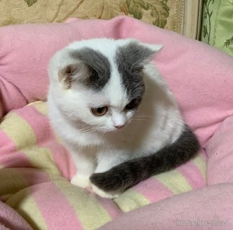 販売中の神奈川県のスコティッシュフォールド-118734の7枚目