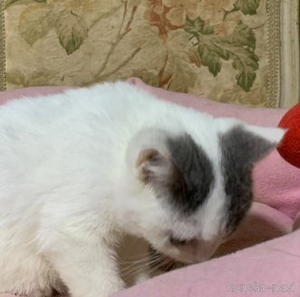 販売中の神奈川県のスコティッシュフォールド-118734の8枚目
