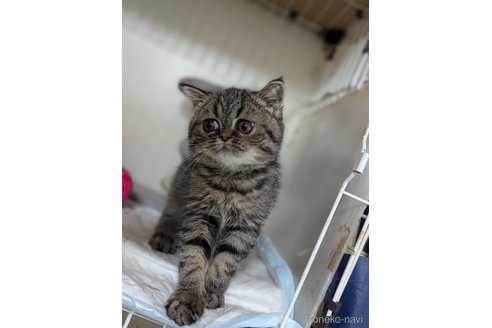 販売中の愛知県のエキゾチックショートヘア-112547の3枚目