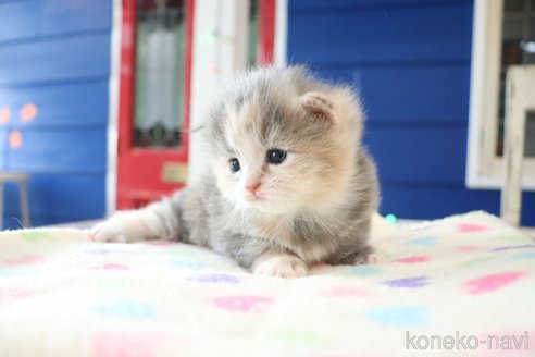 販売中の大阪府のマンチカン-118740の12枚目