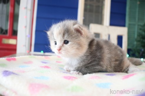 販売中の大阪府のマンチカン-118740の10枚目