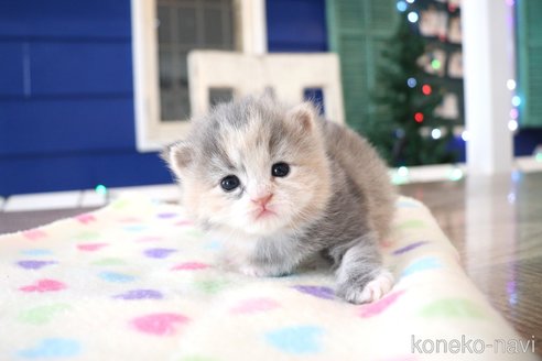 販売中の大阪府のマンチカン-118740の9枚目