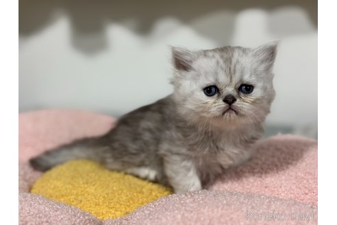 販売中の神奈川県のペルシャ-118741の5枚目