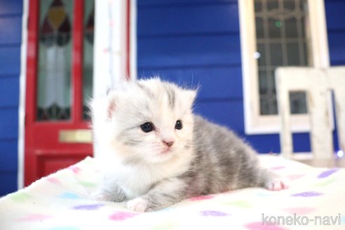 販売中の大阪府のマンチカン-118742の11枚目