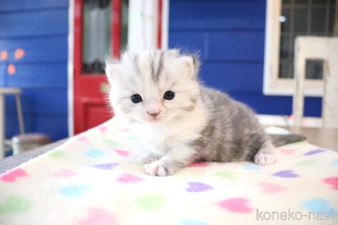 販売中の大阪府のマンチカン-118742の12枚目
