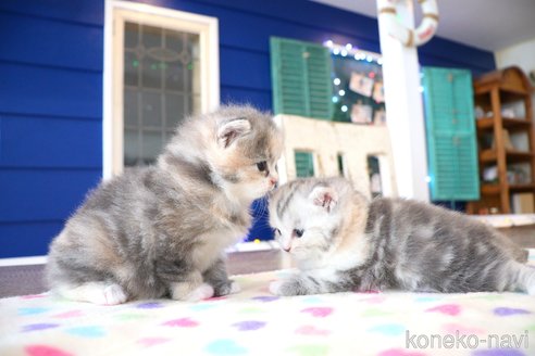 販売中の大阪府のマンチカン-118742の8枚目