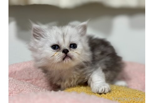 販売中の神奈川県のペルシャ-118743の2枚目