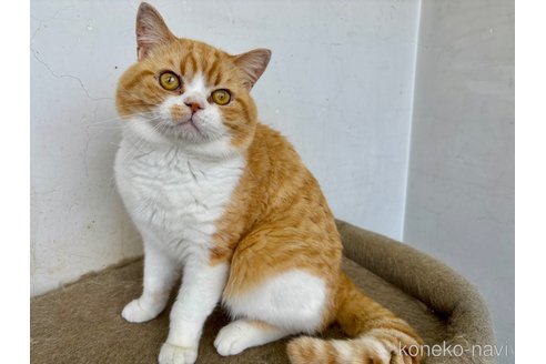 販売中の千葉県のスコティッシュストレート-77271の1枚目