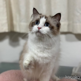 ウルスちゃん1枚目