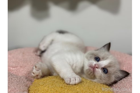 販売中の神奈川県のラグドール-118745の3枚目