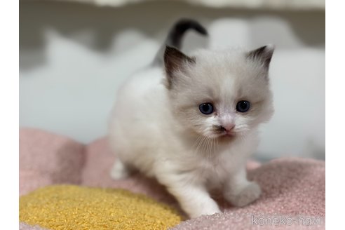 販売中の神奈川県のラグドール-118746の8枚目