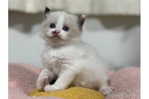 販売中の神奈川県のラグドール-118746の6枚目