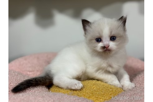 販売中の神奈川県のラグドール-118746の2枚目