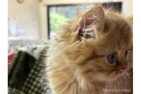 成約済の千葉県のエキゾチックロングヘア-116414の3枚目