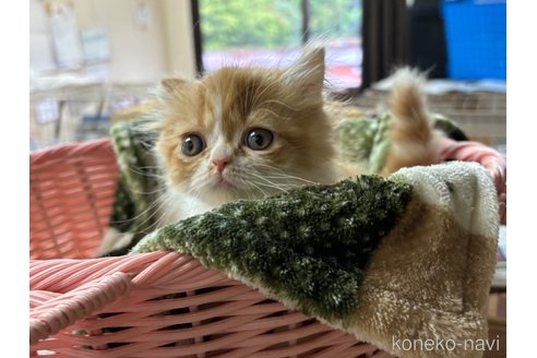 販売中の千葉県のエキゾチックロングヘア-116411