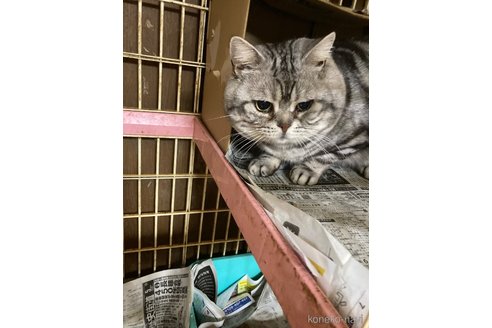 トールくん1枚目
