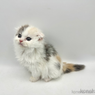 販売中の愛知県のスコティッシュフォールド(折れ耳)-118750の2枚目