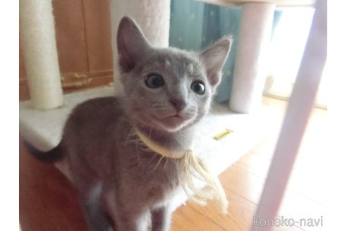 販売中の兵庫県のロシアンブルー-118751の3枚目