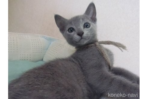 販売中の兵庫県のロシアンブルー-118748の5枚目