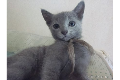 販売中の兵庫県のロシアンブルー-118748の4枚目