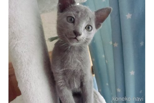販売中の兵庫県のロシアンブルー-118753の3枚目