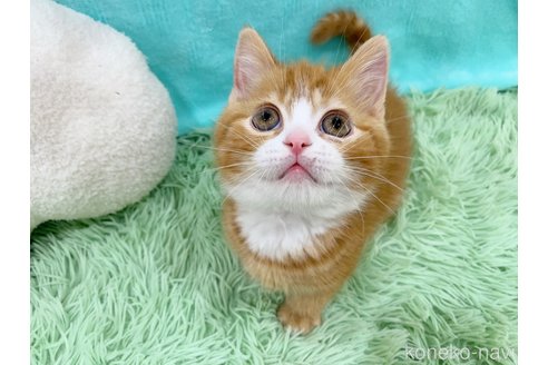 商談中の大阪府のスコティッシュフォールド-113774の1枚目